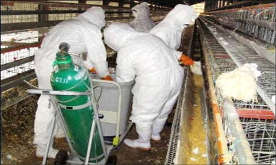 58 مرغداری قم درگیری بیماری آنفلوانزای فوق حاد پرندگان شده است