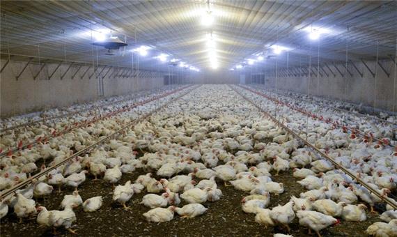 معاون محیط زیست: قم به مراکز فراوری کود مرغی نیاز دارد