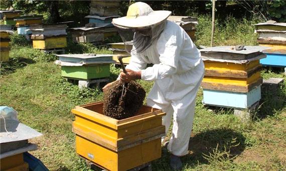 معاون بهبود تولیدات دامی جهاد كشاورزی: 188 زنبوردار در قم فعالیت می کنند