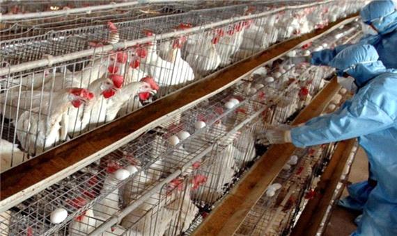 70 درصد تلفات ویروس آنفلوانزای پرندگان کاهش می یابد