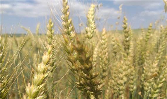 طرح ارتقاء سلامت محصولات کشاورزی در استان قم اجرا می‌شود